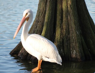 White Pelican a species of P. erythrorhynchos int he family of Pelecanidae and a Genus of Pelecanus of Animalia 