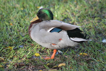 Greenish Ring neck Mallard or Wild duck (Anas platyrhynchos)