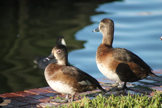 Couple of Ring Neck Duck 
Domain Eukaryota
Kingdom Animalia
Phylum Chordata
Class Aves
Order Anseriformes
Family Anatidae
Genus Aythya
Species A. collaris
