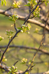 Beautiful blooming flower buds on apple tree branch, blooming spring background
