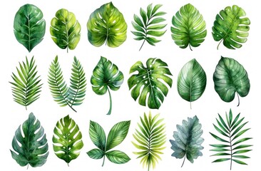 Fototapeta na wymiar Watercolor Collection of green leaves, a white Background