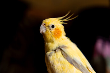 The cockatiel (Nymphicus hollandicus), also known as weiro bird, or quarrion, is a bird that is a member of its own branch of the cockatoo family endemic to Australia.