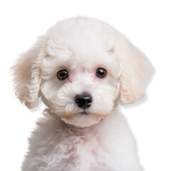 Obraz premium Portrait of a Poodle puppy, white poodle puppy sitting, transparent background