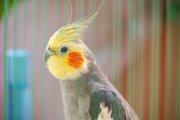 The cockatiel (Nymphicus hollandicus), also known as weiro bird, or quarrion, is a bird that is a member of its own branch of the cockatoo family endemic to Australia.