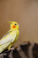 The cockatiel (Nymphicus hollandicus), also known as weiro bird, or quarrion, is a bird that is a member of its own branch of the cockatoo family endemic to Australia.