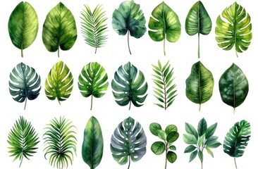 Watercolor Collection of green leaves, a white Background