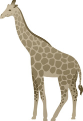 Naklejka premium Flat minimalist color illustration of giraffe standing, walking. African exotic wild animal clipart isolated on white background.