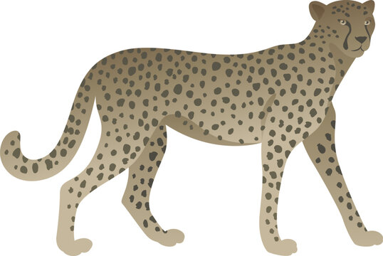 Flat minimalist color illustration of cheetah standing, walking. African exotic wild animal clipart isolated on white background.