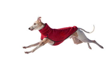 Whippet dog running isolated. English Whippet or Snap dog