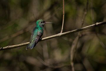 Hummingbird in forest. Sombre hummingbird (Eupetomena cirrochloris).