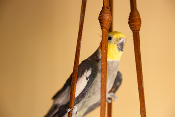 The cockatiel (Nymphicus hollandicus), also known as weiro bird, or quarrion, is a bird that is a...