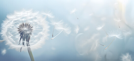 Dandelion  on a blur  background , dandelion Flight  , Feelings card , joy, condolence, grieving,  loss, support, funerals
 - obrazy, fototapety, plakaty