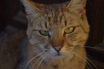 Grumpy tabby / grey cat close up