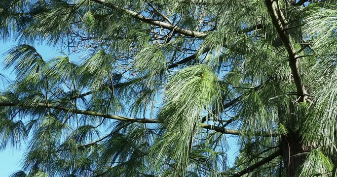 (Pinus wallichiana) Bhutan pine or Himalayan pine. Clusters of blue-green soft and feathery foliage needles-like arching gracefully on flexibles twigs 