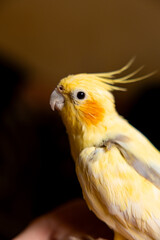 The cockatiel (Nymphicus hollandicus), also known as weiro bird, or quarrion, is a bird that is a member of its own branch of the cockatoo family endemic to Australia.