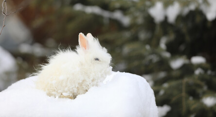 white blue-eyed rabbit in the snow