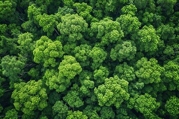 From a bird's eye perspective, a lush green landscape of towering trees and vibrant cabbage plants form a picturesque outdoor scene in the heart of nature - obrazy, fototapety, plakaty