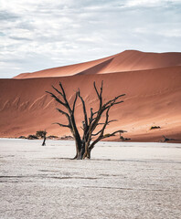 Fototapeta na wymiar dreadvlei, sossusvlei, Namibia
