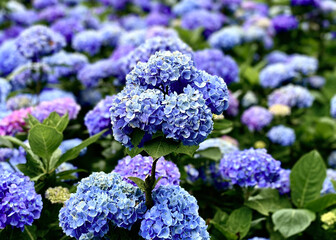 Purple Hydrangeas flower and green leaf in Yang Ming Mountain Taiwan