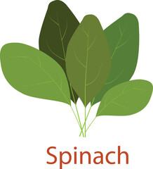 Cartoon bright spinach leaves isolated on white. Vector illustration of fresh farm organic green herbs used for magazine, book, poster, card, menu cover, web pages.