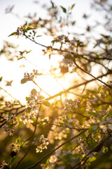 Apple blossom petals on a tree branch. Sunset light in the background. Beautiful nature shot.