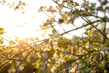 Apple blossom petals on a tree branch. Sunset light in the background. Beautiful nature shot.