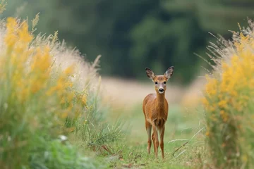 Fotobehang A majestic roe deer stands tall in a sea of swaying grass, its elegant form blending seamlessly with the wild landscape © LifeMedia
