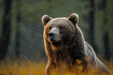 A majestic brown bear, with its powerful snout and thick fur, stands tall in the grassy wilderness, representing the wild beauty and resilience of terrestrial wildlife - obrazy, fototapety, plakaty