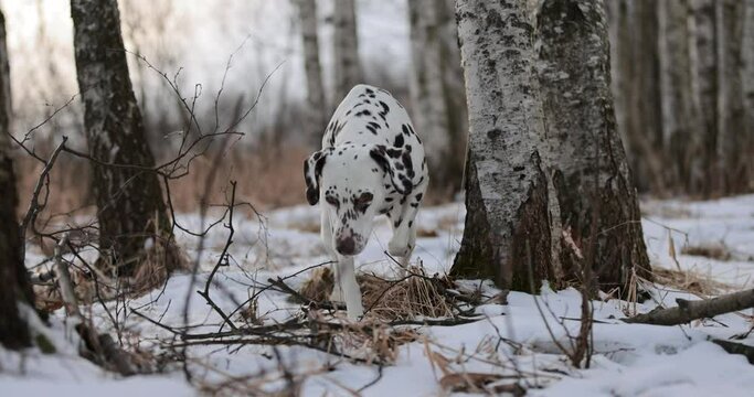 German pointer dog and dalmatian with brown fur and long ears chewing on a wooden stick in forrest covered in snow. Cloudy day. Birch forest in winter. No colar. Brown eyes. Free happy dog.