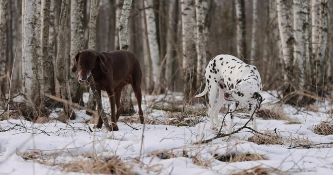 German pointer dog and dalmatian with brown fur and long ears chewing on a wooden stick in forrest covered in snow. Cloudy day. Birch forest in winter. No colar. Brown eyes. Free happy dog.