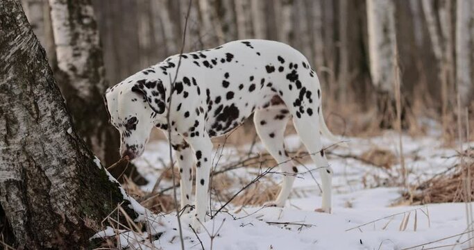 German pointer dog and dalmatian with brown fur and long ears chewing on a wooden stick in forrest covered in snow. Cloudy day. Birch forest in winter. No colar. Brown eyes. Free happy dog.