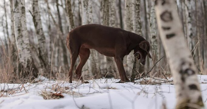 German pointer dog with brown fur and long ears chewing on a wooden stick in forrest covered in snow. Cloudy day. Birch forest in winter. No colar. Brown eyes. Free happy dog. Slow motion.
