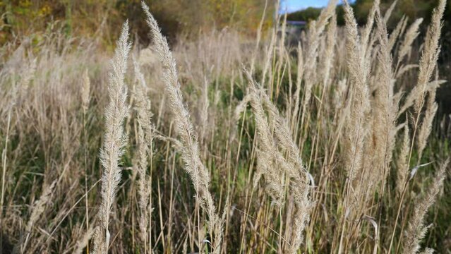 Dry small-reed or bushgrass (Calamagrostis epigejos) swaying in slow motion on sunny day. It is species of grass in family Poaceae which is native to Eurasia and Africa. 