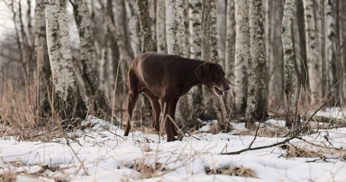 German pointer dog with brown fur and long ears chewing on a wooden stick in forrest covered in snow. Cloudy day. Birch forest in winter. No colar. Brown eyes. Free happy dog. Slow motion.