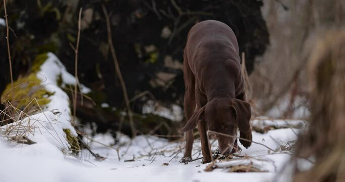 German pointer dog with brown fur and long ears chewing on a wooden stick in forrest covered in snow. Cloudy day. Birch forest in winter. No colar. Brown eyes. Free happy dog. Slow motion.