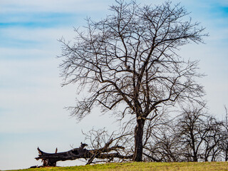 Zusammengebrochene alte Obstb&auml;ume im Winter
