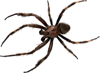 Premium Isolated Real Spider Moving Left - Ready to use PNG Cutout Premium Isolated Image