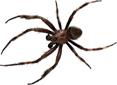Premium Isolated Real Spider Moving Left - Ready to use PNG Cutout Premium Isolated Image