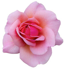 Fresh beautiful pink rose isolated on a transparent background. Detail for creating a collage - 726689214
