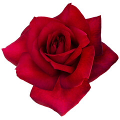 Single dark red rose is on white background. Detail for creating a collage