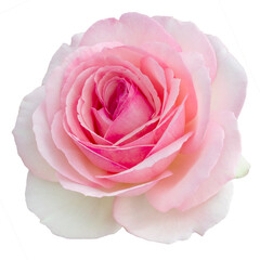 Fresh beautiful pink rose isolated on a transparent background. Detail for creating a collage - 726689456