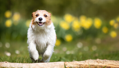 Happy playful funny pet dog puppy running in the flower garden in spring