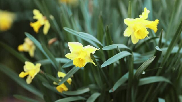 Yellow blooming daffodil flowers, spring forward, springtime floral background
