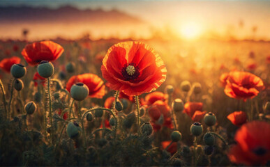 Poppy field against the sun. Perfect composition, beautiful detailed , 8k photography, photorealistic , soft natural perfect light.  Website, application, games template. Computer, laptop  . Design 