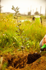 Delicate female hand carefully planting a young cork oak, celebrating the connection to nature in the serene Alentejo region of Portugal.
