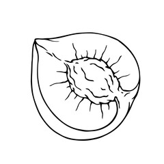 Linear sketch, outline of halves of fruit peach, nectarine.Vector graphics.