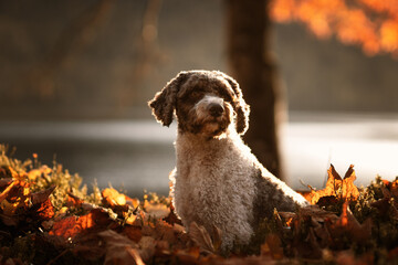 Lagotto Romagnolo portrait in nature at the water