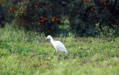 Great Egret bird