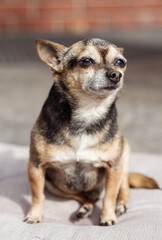 portrait of a chihuahua