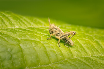 Small grasshopper resting on a green leaf with blurred background and copy space